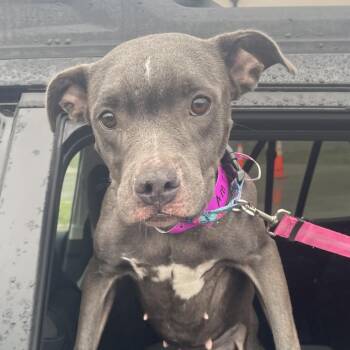 Gidget -  American Staffordshire Terrier and Mixed Breed Dog for Adoption in Northville, Michigan - Gidget | PetCurious