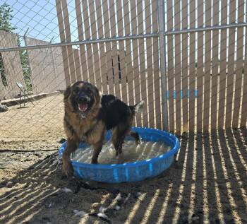 Rescue Belgian Shepherd Malinois and German Shepherd Dog Dogs for Adoption in Silver Springs, Nevada - Moon | PetCurious