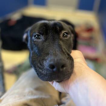 Beans -  Boxer and Pit Bull Terrier Dog for Adoption in Marysville, Ohio - Beans | PetCurious