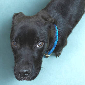 Rescue Mixed Breed Dogs for Adoption in Chattanooga, Tennessee - Zenith | PetCurious