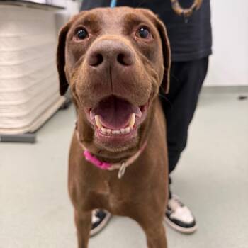 Chocolate Labrador Retriever Dogs Available for Adoption in Abilene, Texas - Pepsi | PetCurious