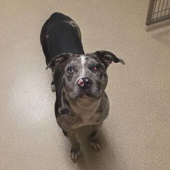 Malia -  Mixed Breed Dog for Adoption in Bristol, Indiana - Malia | PetCurious
