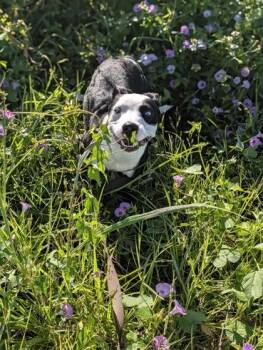 Shuffle -  Mixed Breed Dog for Adoption in New Orleans, Louisiana - Shuffle | PetCurious
