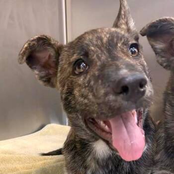 Clyde -  Shepherd and Mixed Breed Dog for Adoption in Woodinville, Washington - Clyde | PetCurious
