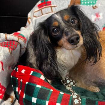 Dachshund Dogs Available for Adoption in Kittanning, Pennsylvania - Holly | PetCurious
