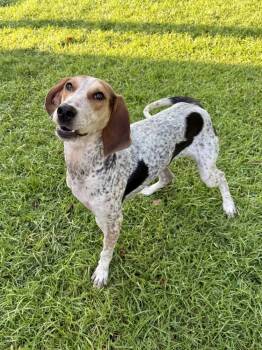 Rescue English Coonhound Dogs for Adoption in Charleston, South Carolina - Frederick | PetCurious