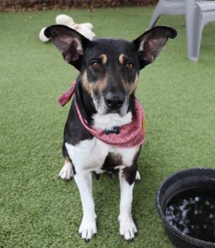 Shepherd Dogs Available for Adoption in Southlake, Texas - Princess | PetCurious