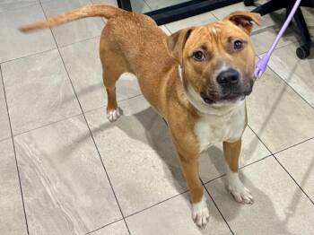 Pit Bull Terrier Dogs Available for Adoption in Rowlett, Texas - ACE | PetCurious