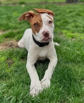 Terrier Dogs Available for Adoption in Detroit, Michigan - Kylie | PetCurious