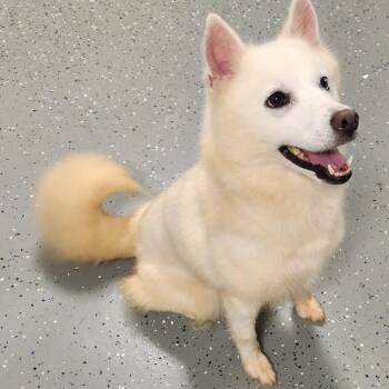 Yuki ( FKA Azura) -  Mixed Breed Dog for Adoption - Yuki ( FKA Azura) | PetCurious