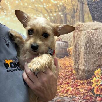 Lambie -  Cairn Terrier Dog for Adoption in Normal, Illinois - Lambie | PetCurious