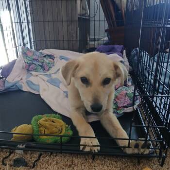 Arrow -  Mixed Breed Dog for Adoption in Buffalo, Minnesota - Arrow | PetCurious