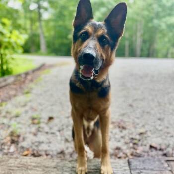 Tango -  German Shepherd Dog Dog for Adoption in Centerville, Tennessee - Tango | PetCurious