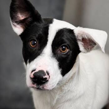 Lettie -  Mixed Breed Dog for Adoption - Lettie | PetCurious