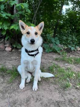 AD Foxy -  Australian Cattle Dog Blue Heeler and Mixed Breed Dog for Adoption in Ashland, Wisconsin - AD Foxy | PetCurious