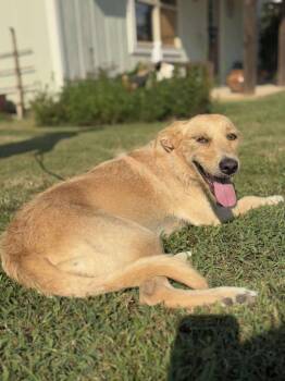 Rescue Mixed Breed Dogs for Adoption in Taycheedah, Wisconsin - Pookie | PetCurious