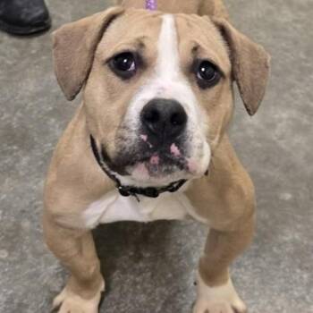 American Bully Dogs Available for Adoption - Cheddar | PetCurious