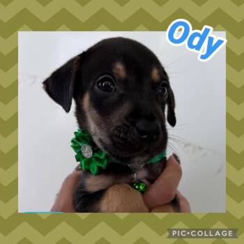 Ody -  Labrador Retriever Dog for Adoption in Ringwood, New Jersey - Ody | PetCurious
