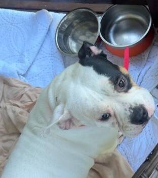 American Staffordshire Terrier Dogs Available for Adoption in Palmyra, Virginia - Banjo & Big Mama | PetCurious
