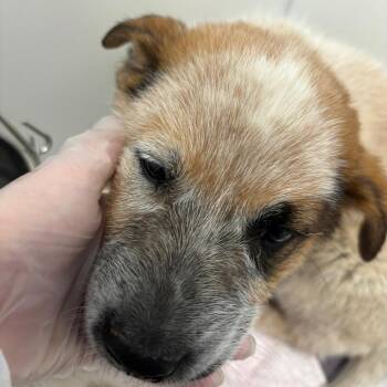 Ike -  Cattle Dog and Mixed Breed Dog for Adoption in Taos, New Mexico - Ike | PetCurious
