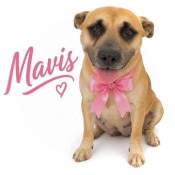 Mixed Breed Dogs Available for Adoption in Memphis, Tennessee - Mavis | PetCurious