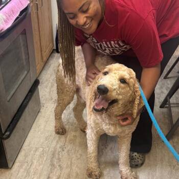 Goldendoodle Dogs Available for Adoption in Hinesville, Georgia - Dyno | PetCurious