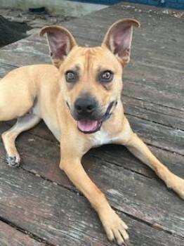 Rescue Mixed Breed Dogs for Adoption in Dallas, Texas - DIRKS | PetCurious