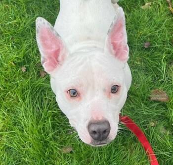 Rescue Pit Bull Terrier Dogs for Adoption in Troutdale, Oregon - Bubblegum | PetCurious