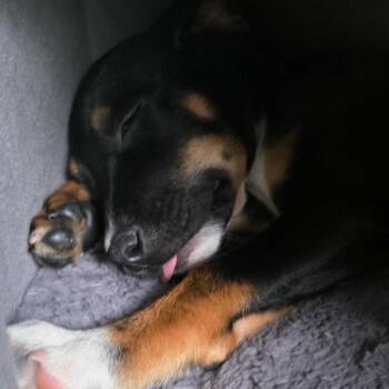 Maribell -  Terrier Dog for Adoption in Minneapolis, Minnesota - Maribell | PetCurious