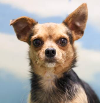 Winston -  Chihuahua Dog for Adoption in Casa Grande, Arizona - Winston | PetCurious