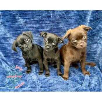 Sneezy -  Chug Dog for Adoption in Inglewood, California - Sneezy | PetCurious