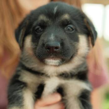 Caprese -  Mixed Breed Dog for Adoption in Buffalo, Minnesota - Caprese | PetCurious