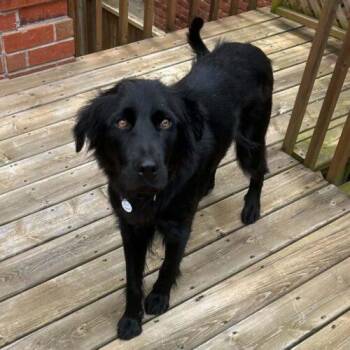 Oakley -  Border Collie and Mixed Breed Dog for Adoption in King City, Ontario - Oakley | PetCurious