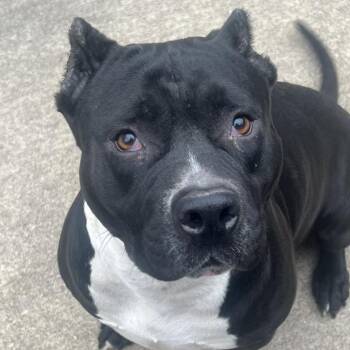Pit Bull Terrier Dogs Available for Adoption in Northbrook, Illinois - Ziva | PetCurious