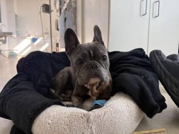 Dream -  French Bulldog Dog for Adoption in Berkeley, California - Dream | PetCurious