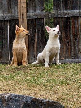 Australian Cattle Dog Blue Heeler Dogs Available for Adoption - Austin Wool Boy | PetCurious