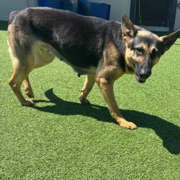 German Shepherd Dog Dogs Available for Adoption in Loxahatchee Groves, Florida - Pearl 2546 | PetCurious
