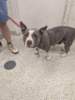 Pit Bull Terrier and Mixed Breed Dogs Available for Adoption in Kansas City, Missouri - Oink | PetCurious