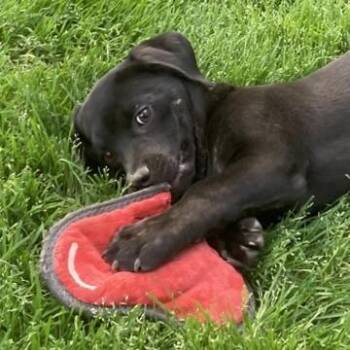 Labrador Retriever Dogs Available for Adoption - Otter | PetCurious