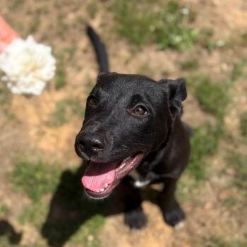 Pit Bull Terrier and Shepherd Dogs Available for Adoption in Parrish, Alabama - Lucy | PetCurious