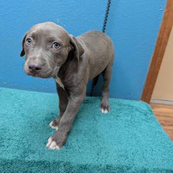 Fancy -  Pit Bull Terrier Dog for Adoption in Dripping Springs, Texas - Fancy | PetCurious