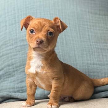 Terrier Dogs Available for Adoption in Las Vegas, Nevada - Crush | PetCurious