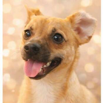 Miniature Pinscher and Chihuahua Dogs Available for Adoption - CT Copper -11lbs! | PetCurious
