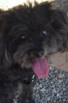 Poodle and Mixed Breed Dogs Available for Adoption in Pahrump, Nevada - Beau | PetCurious