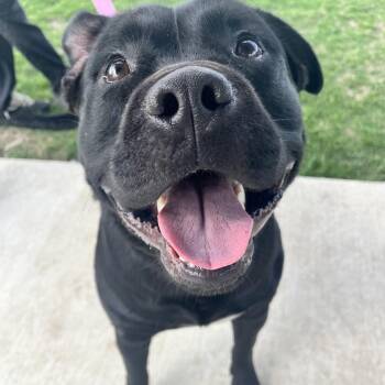 Pit Bull Terrier Dogs Available for Adoption in Champaign, Illinois - Oso | PetCurious