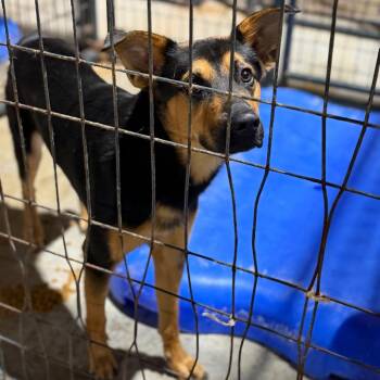 Gustav Johnson -  Shepherd and Mixed Breed Dog for Adoption in Fort Smith, Arkansas - Gustav Johnson | PetCurious
