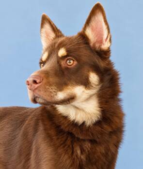 NUKA -  Siberian Husky Dog for Adoption in Pasadena, California - NUKA | PetCurious