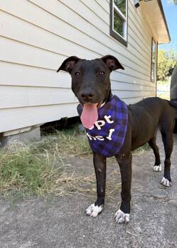 Greyhound and American Staffordshire Terrier Dogs Available for Adoption in Houston, Texas - Emery | PetCurious