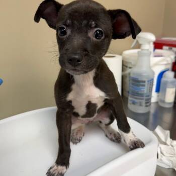 Dolores -  Chihuahua and Mixed Breed Dog for Adoption in Birmingham, Alabama - Dolores | PetCurious