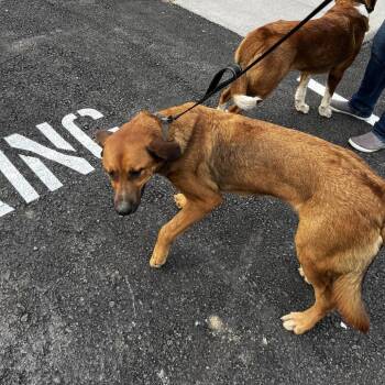 73031 -  Mixed Breed Dog for Adoption in Harrisonburg, Virginia - 73031 | PetCurious
